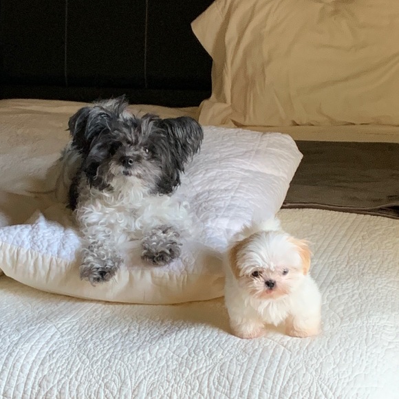 Meet your Posher, Arshawn - Picture 1 of 1